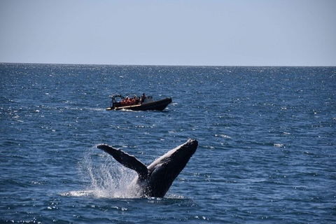 Adventure Whale Watching Tour Mooloolaba - Accommodation QLD 1