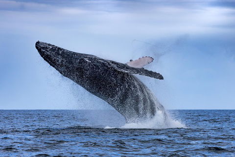 Adventure Whale Watching Tour Mooloolaba - Accommodation QLD 2