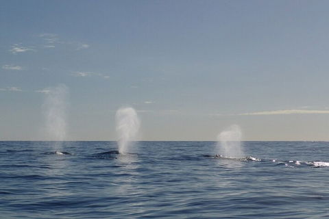 Adventure Whale Watching Tour Mooloolaba - Accommodation QLD 3