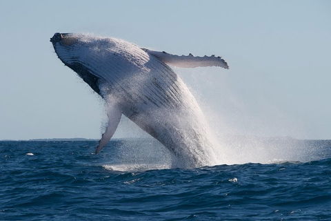 Adventure Whale Watching Tour Mooloolaba - Accommodation QLD 5