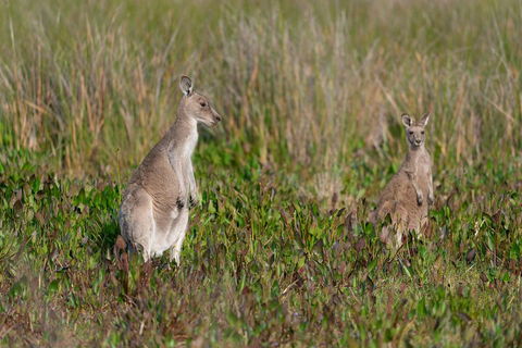 Wilsons Promontory Private 1 Day Tour - Accommodation QLD 0