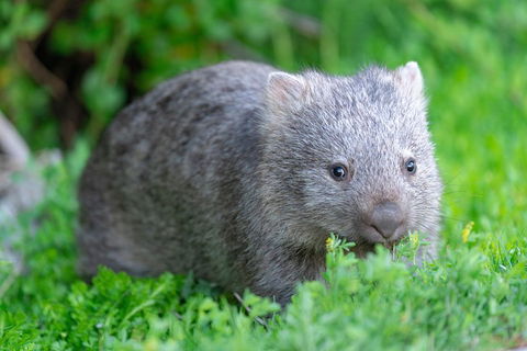 Wilsons Promontory Private 1 Day Tour - Accommodation QLD 3
