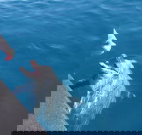 Noosa Thriller - 500hp Ocean Adventure Ride - Accommodation QLD