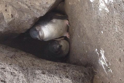 Food Tour Melbourne - St Kilda - Accommodation QLD 3