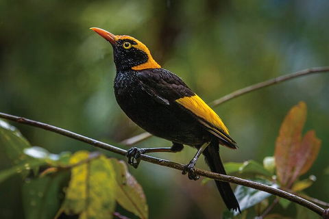 O'Reilly's & Lamington National Park From Gold Coast - Accommodation QLD 1