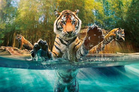 Croc Express To Australia Zoo From Gold Coast - Accommodation QLD 3