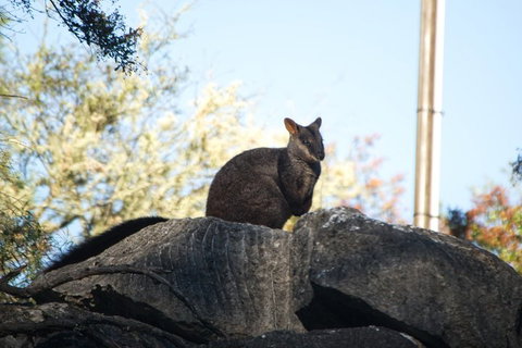 The Explorers' Discovery Tour - Gold, Wine & Wildlife - Accommodation QLD 4