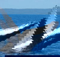 Mooloolaba Whale Watching Tour - Accommodation QLD