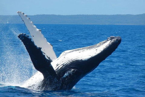 Mooloolaba Whale Watching Tour - Accommodation QLD 0