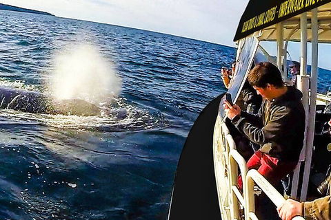 Mooloolaba Whale Watching Tour - Accommodation QLD 2