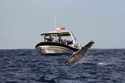 Mooloolaba Whale Watching Tour - Accommodation QLD 3