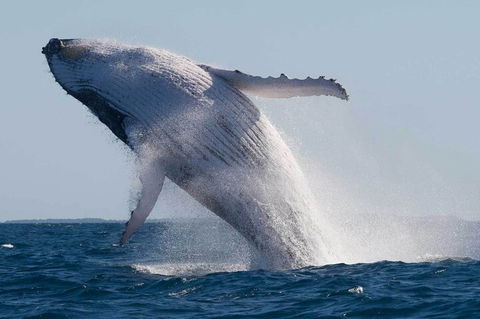 Mooloolaba Whale Watching Tour - Accommodation QLD 4