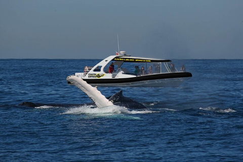 Mooloolaba Whale Watching Tour - Accommodation QLD 5
