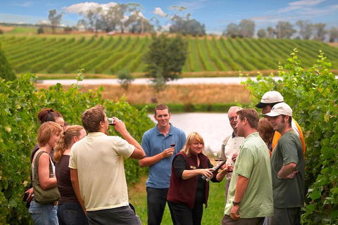 Yarra Valley Balloon Flight And Winery Tour - Accommodation QLD 4