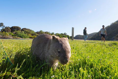 Wilson's Promontory Small Group Eco Tour From Melbourne - Accommodation QLD 2