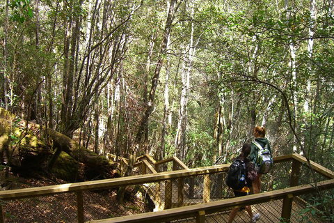 Mt Field National Park And Russell Falls From Hobart - Accommodation QLD 4