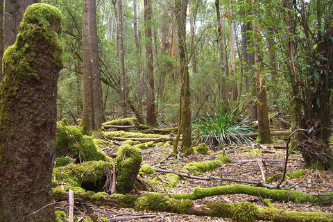 Mt Field National Park And Russell Falls From Hobart - Accommodation QLD 5