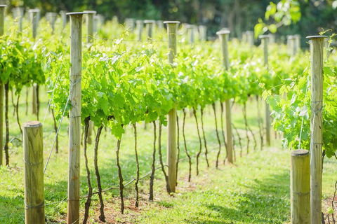 Deluxe Winery Tour To Tamborine Mountain, Includes Gourmet Two Course Lunch - Accommodation QLD 5