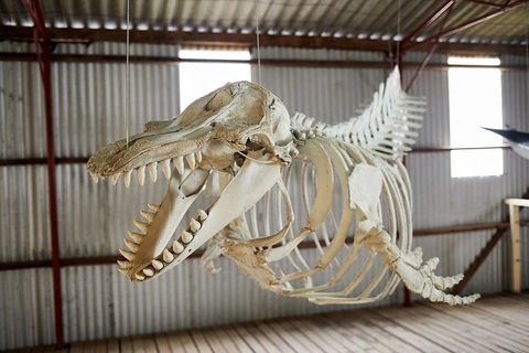 Albany's Whale Story - Accommodation QLD 3
