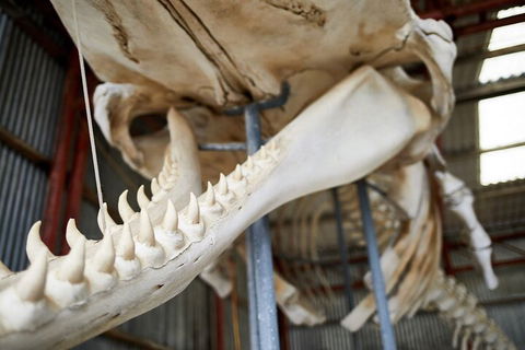 Albany's Whale Story - Accommodation QLD 5
