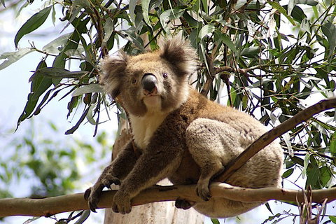 Melbourne Combo: Great Ocean Road, Puffing Billy, Moonlit Sanctuary & Penguins - Accommodation QLD 3