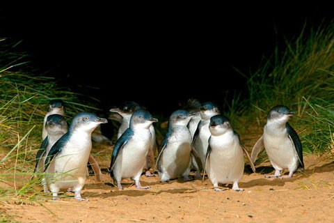 Melbourne Combo: Great Ocean Road, Puffing Billy, Moonlit Sanctuary & Penguins - Accommodation QLD 4