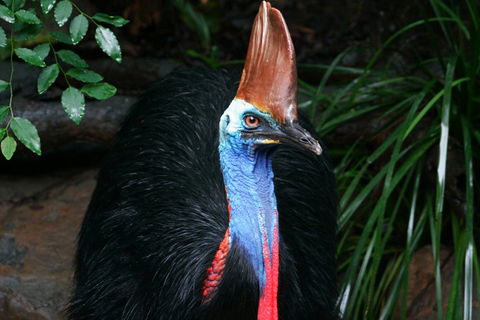 Cape Tribulation, Daintree Rainforest And Wildlife Tour - Accommodation QLD 5