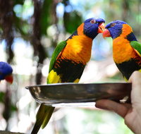 Wildlife Habitat Port Douglas - Accommodation QLD