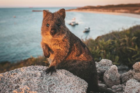 Rottnest Island Roundtrip Fast Ferry From Hillarys Boat Harbour - Accommodation QLD 5