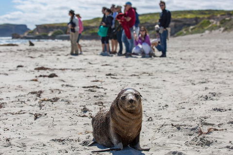 Kangaroo Island In A Day Tour From Adelaide - Accommodation QLD 0