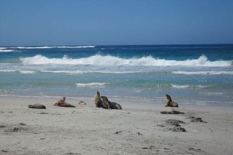Kangaroo Island In A Day Tour From Adelaide - Accommodation QLD 1