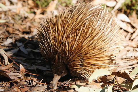 Kangaroo Island In A Day Tour From Adelaide - Accommodation QLD 2
