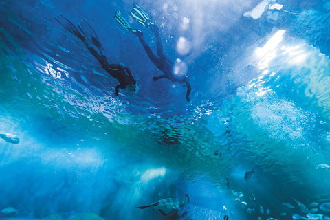 Snorkel With Sharks At AQWA - Accommodation QLD 1