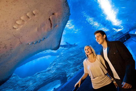 Dive With Sharks At AQWA - Accommodation QLD 0