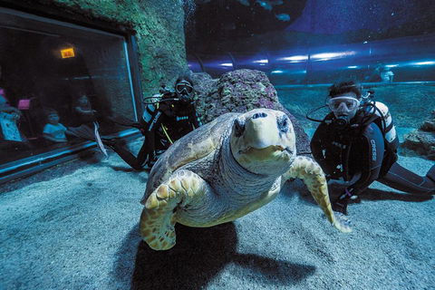Dive With Sharks At AQWA - Accommodation QLD 2