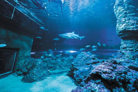 Dive With Sharks At AQWA - Accommodation QLD 3