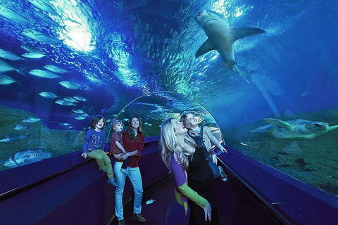 Dive With Sharks At AQWA - Accommodation QLD 5