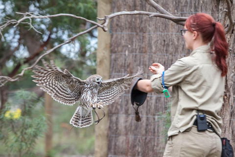Moonlit Sanctuary Wildlife Conservation Park Daytime General Entry Ticket - Accommodation QLD 1