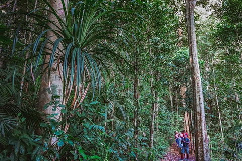 Atherton Tablelands Rain Forest By Night From Cairns - Accommodation QLD 0