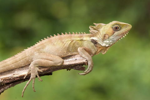 Atherton Tablelands Rain Forest By Night From Cairns - Accommodation QLD 1