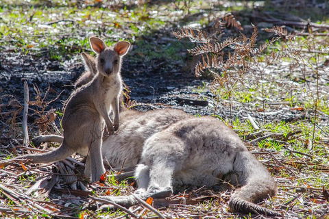 Adelaide To Melbourne 3-Day Trip Through Grampians And Great Ocean Road - Accommodation QLD 5