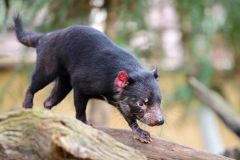 Kangaroos & Koala Encounter Experience (Half Day Private Tour) - Accommodation QLD 1