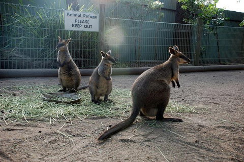 Kangaroos & Koala Encounter Experience (Half Day Private Tour) - Accommodation QLD 2