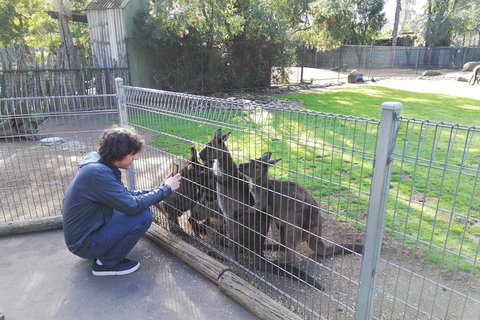 Kangaroos & Koala Encounter Experience (Half Day Private Tour) - Accommodation QLD 4