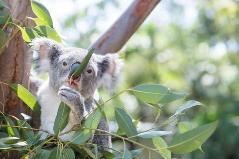 Kangaroos & Koala Encounter Experience (Half Day Private Tour) - Accommodation QLD 5