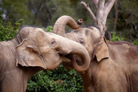 Melbourne Zoo General Entry Ticket - Accommodation QLD 0