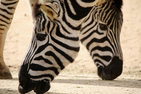 Melbourne Zoo General Entry Ticket - Accommodation QLD 1