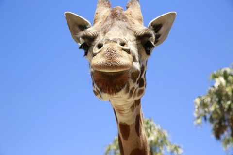 Melbourne Zoo General Entry Ticket - Accommodation QLD 2