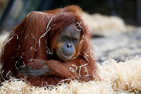 Melbourne Zoo General Entry Ticket - Accommodation QLD 3