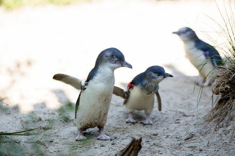 Melbourne Zoo General Entry Ticket - Accommodation QLD 5